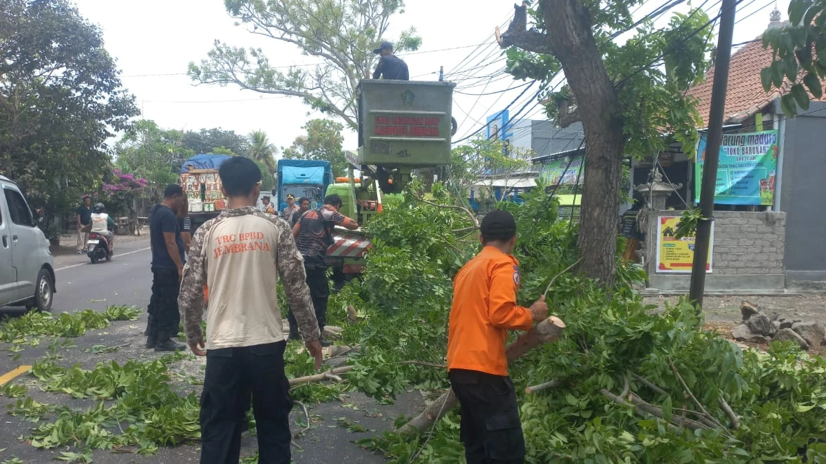 Pohon Mahoni Tumbang di Jalur Denpasar–Gilimanuk, BPBD Jembrana Lakukan Penanganan
