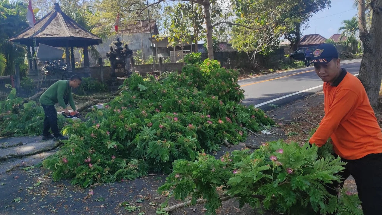 Cegah Pohon Tumbang, BPBD Jembrana Tata Pohon Perindang di Melaya
