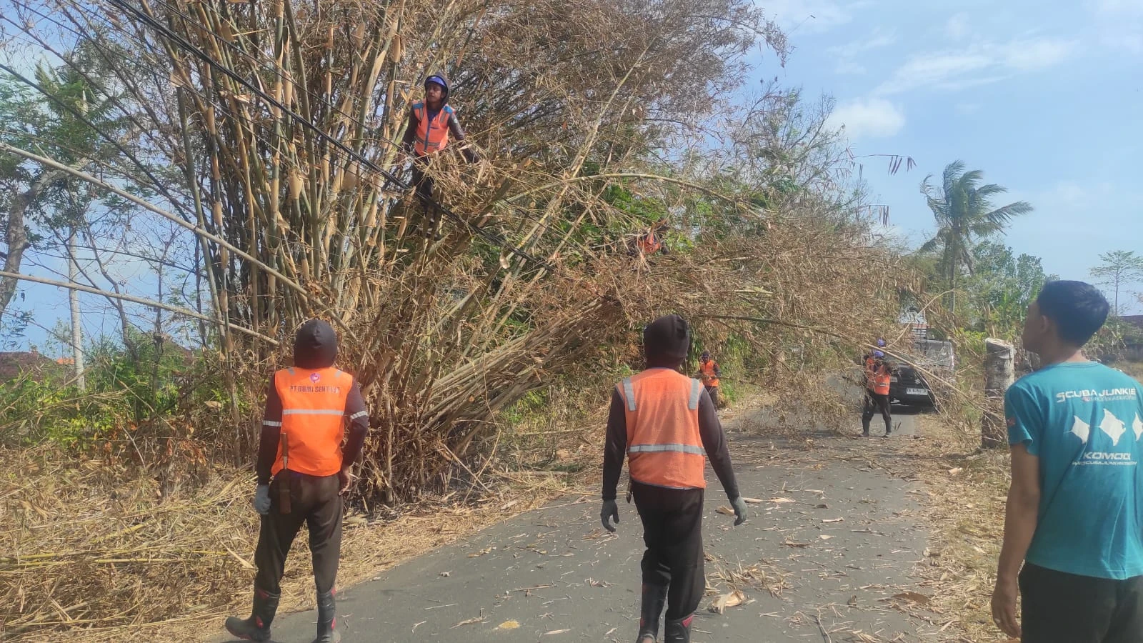 Pohon Bambu Hampir Tumbang dan Menimpa Kabel PLN di Jalan Sandat, Baler Bale Agung