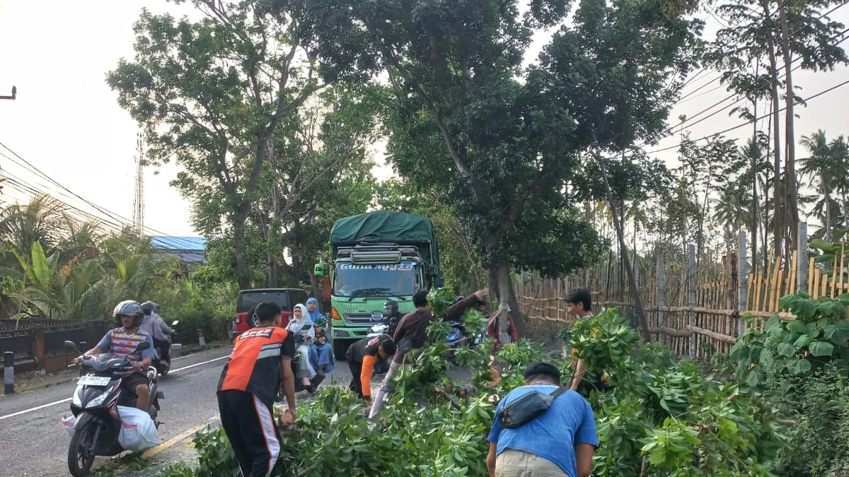 Pohon Mahoni Tumbang di Jalur Denpasar–Gilimanuk, Akses Jalan Kembali Normal